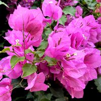 ブーゲンビリア,クリスタルパレス,温室,フラワーバレンタイン,南国ムードの画像