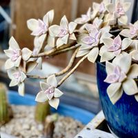 サボテン,朧月,可愛い,健気,たくましいの画像