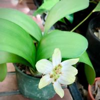 マユハケオモト,お出かけ先の画像