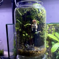 ホソバオキナゴケ,シダ植物,つる性植物,苔テラリウム,ガラス容器の画像