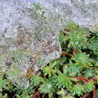 セダム,マーガレット,パリダム,パリダム,マーガレットストロベリーホイップの画像