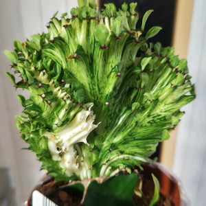 ユーフォルビア マハラジャ,ユーフォルビア属,ユーフォルビア・ラクテア,ユーフォルビア・ラクテア綴化,多肉植物の画像