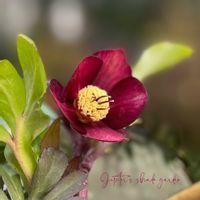 クリスマスローズ,ナチュラルガーデン,ジャンクガーデン,シェードガーデン,ナチュラルスタイルの画像