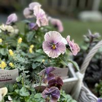 パンジー・ビオラ,パンジー,ロータス ブリムストーン,ときめきビオラ,ガーデニングの画像