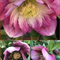 クリスマスローズ,クリスマスローズ,グレビレア,シキミ,ストックの画像