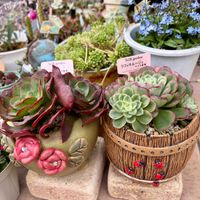 ラフィネルージュ,ニス,多肉植物,多肉大好き,韓国苗の画像