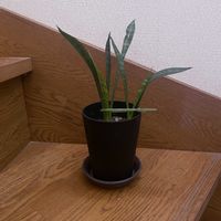 サンスベリア,観葉植物,iPhone撮影,階段/廊下の画像