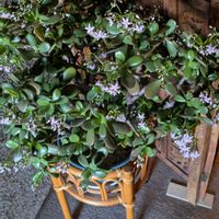 金のなる木,金の成る木,安曇野,信州大好き⛰️,ピンクの花の画像