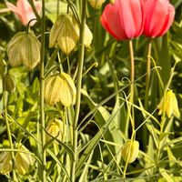 バイモ,バイモ,バイモ（アミガサユリ）,花のある暮らし,北海道の画像