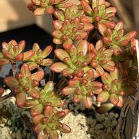 ゴーラム,小人の祭り,不死鳥,多肉植物の花芽,多肉植物　色づきの画像