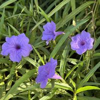 ヤナギバルイラソウ,南の島☆⭐︎の画像