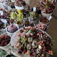 多肉植物,多肉寄せ植え,ベランダガーデン,エケベリア好き,ベランダの画像