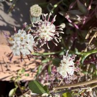 ドルフィンネックレス,多肉植物,鉢植え,白い花,丸い花の画像