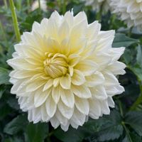 ダリア,川西ダリヤ園,お散歩ちゃんキーホルダー,お散歩は季節をまとって,大人のきせかえ人形の画像