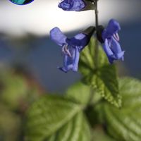 サルビア・ガラニチカ,EOS,青い花マニア,多摩センター,チーム・ブルーの画像