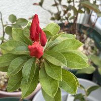 ツツジ,沖縄,おうち園芸,金曜日の蕾たち,庭の画像