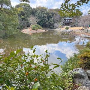 クチナシ,クチナシ,クチナシ,リフレクション,勧修寺の画像