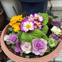 ハボタン,プリムラ,ジュリアン,玄関の画像