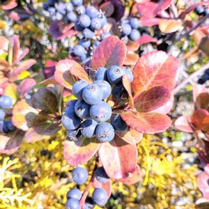 シャリンバイ,,滋賀,コストコ,植栽の画像