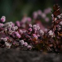 ヒメツルソバ,ヒメツルソバ,道端の野草の画像