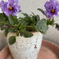 ネモフィラ,パンジー,プリムラ　ジュリアン,GS映え,GS日和の画像