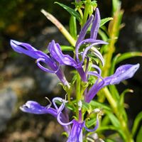 サワギキョウ,沢桔梗,山野草,季節の花,有毒植物の画像