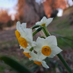 地植え,スマホ撮影,お出かけ先の画像