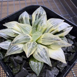 多肉植物,ハオルチア属,ハオルシア属     ,多肉中毒,ガチンコハオルチアクラブの画像