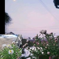 シャコバサボテン,レウィシア,花かんざし,福寿草,プリムラマラコイデスの画像