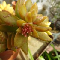 銘月,ターちゃんのベランダ,多肉^_^,金曜日の蕾たち,ターの復活多肉の画像