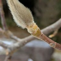 モクレン,モクレン,ハクモクレン,ハクモクレン,ハクモクレンの冬芽の画像