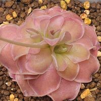 ムシトリスミレ,観葉植物,食虫植物の画像