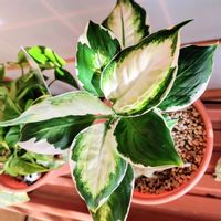 ディフェンバキア,ディフェンバキア,デヘンバキア,デヘンバキア,ディフェンバキア・クールビューティの画像