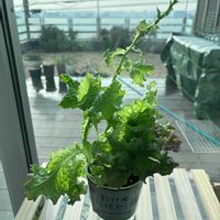 リーフレタスの画像