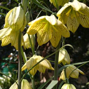 バイモ,バイモ（アミガサユリ）,地植え,野草,今日のお花の画像