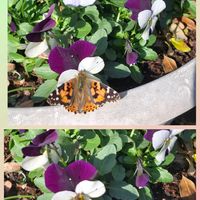 ビオラ,白菜,ヒメアカタテハ,玄関の画像