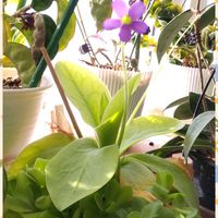 ムシトリスミレ,ホヤ ムルチフローラ 天の川 織姫,ホヤ スラウェシ,ホヤ・クインクルエイト,ホヤ・ザンバレスの画像