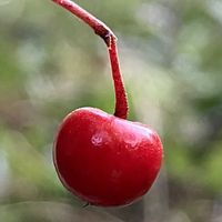 ヤブコウジ,iPhone撮影,里山の画像