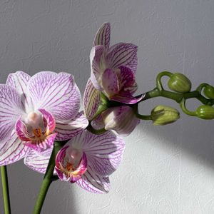 胡蝶蘭,ミディ胡蝶蘭,ミディ胡蝶蘭 ぼーのちゃん,リビング,新潟市美術館の画像