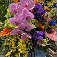 ガーベラ,コチョウラン,オンシジューム,カンガルーポー,パンダの画像