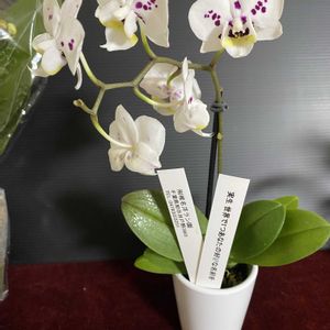 ミニ胡蝶蘭,楽しみ〜,花のある暮らし,世界ラン展,にやにやがとまらない。の画像