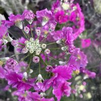 アセビ,ストック,ミツマタ,プリムラマラコイデス,花のある暮らしの画像