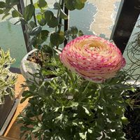 モンステラ,多肉植物,エアプランツ,観葉植物,お花の画像