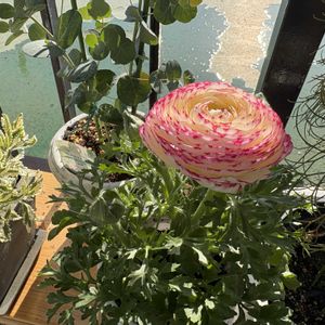 モンステラ,多肉植物,エアプランツ,観葉植物,お花の画像