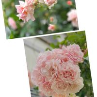 フェリシア,バラ リベルラ,パシュミナ,ジュール　ヴェルヌ,ルリールの画像