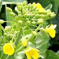 菜の花,ナノハナ,花言葉,繋がりに感謝✨,幸せの黄色いお花の画像