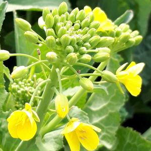 菜の花,ナノハナ,花言葉,繋がりに感謝✨,幸せの黄色いお花の画像