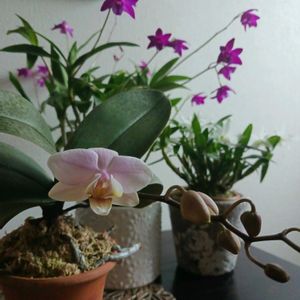 ミニ胡蝶蘭,デンドロビウム キンギアナム,デンドロビウム エンジェルベイビー,洋ラン,蘭初心者の画像