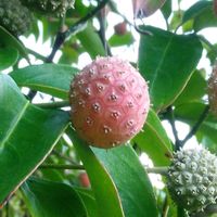 ヤマボウシの実,果物,収穫,道の駅,家庭菜園の画像