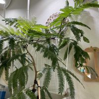 エバーフレッシュ,曲木チャレンジ,リビング・ダイニングの画像